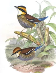 Pitta Cyanura = Hydrornis (Guajana) Guajana